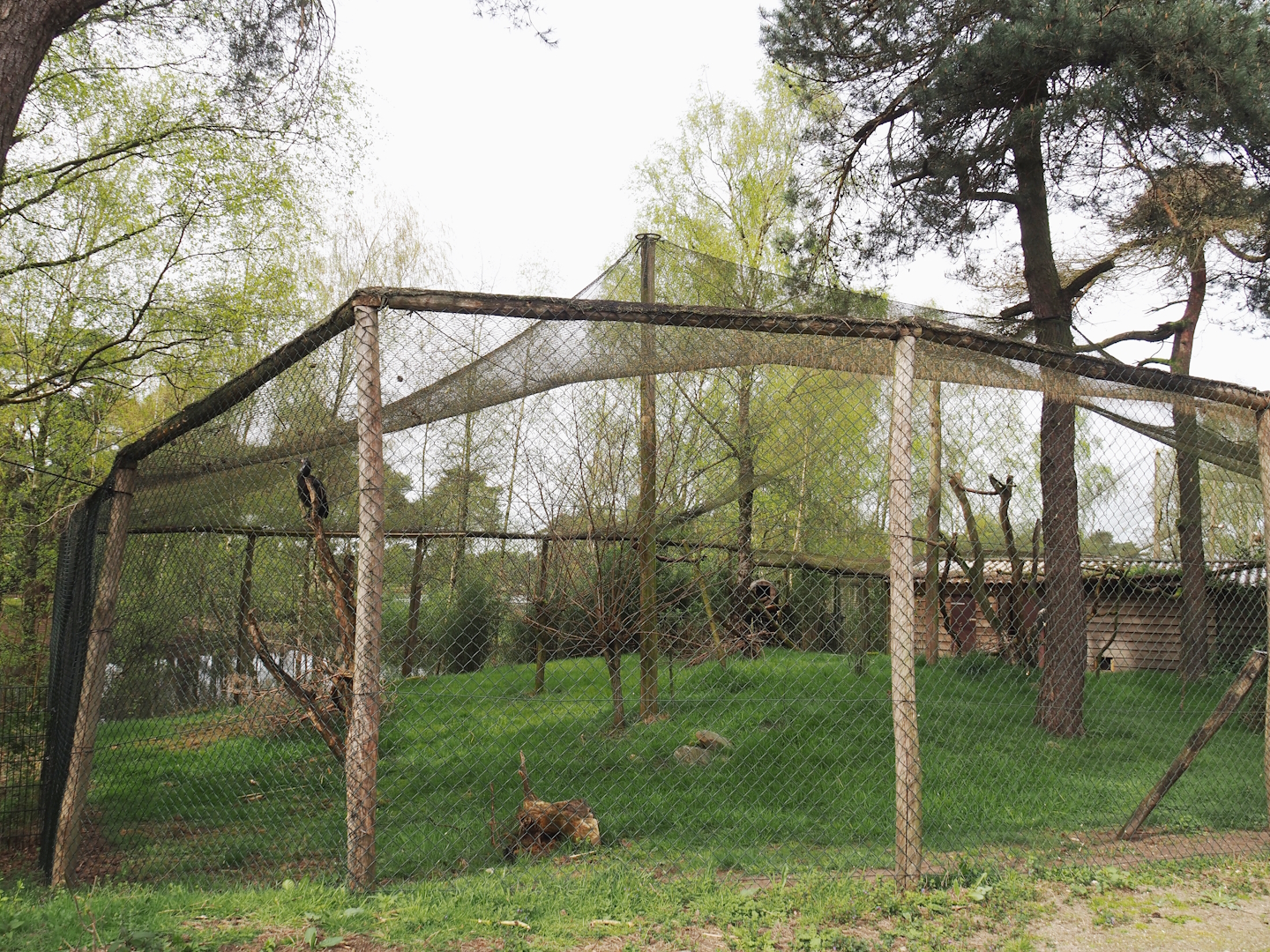 Abyssinian ground hornbill aviary, 2024-04-06