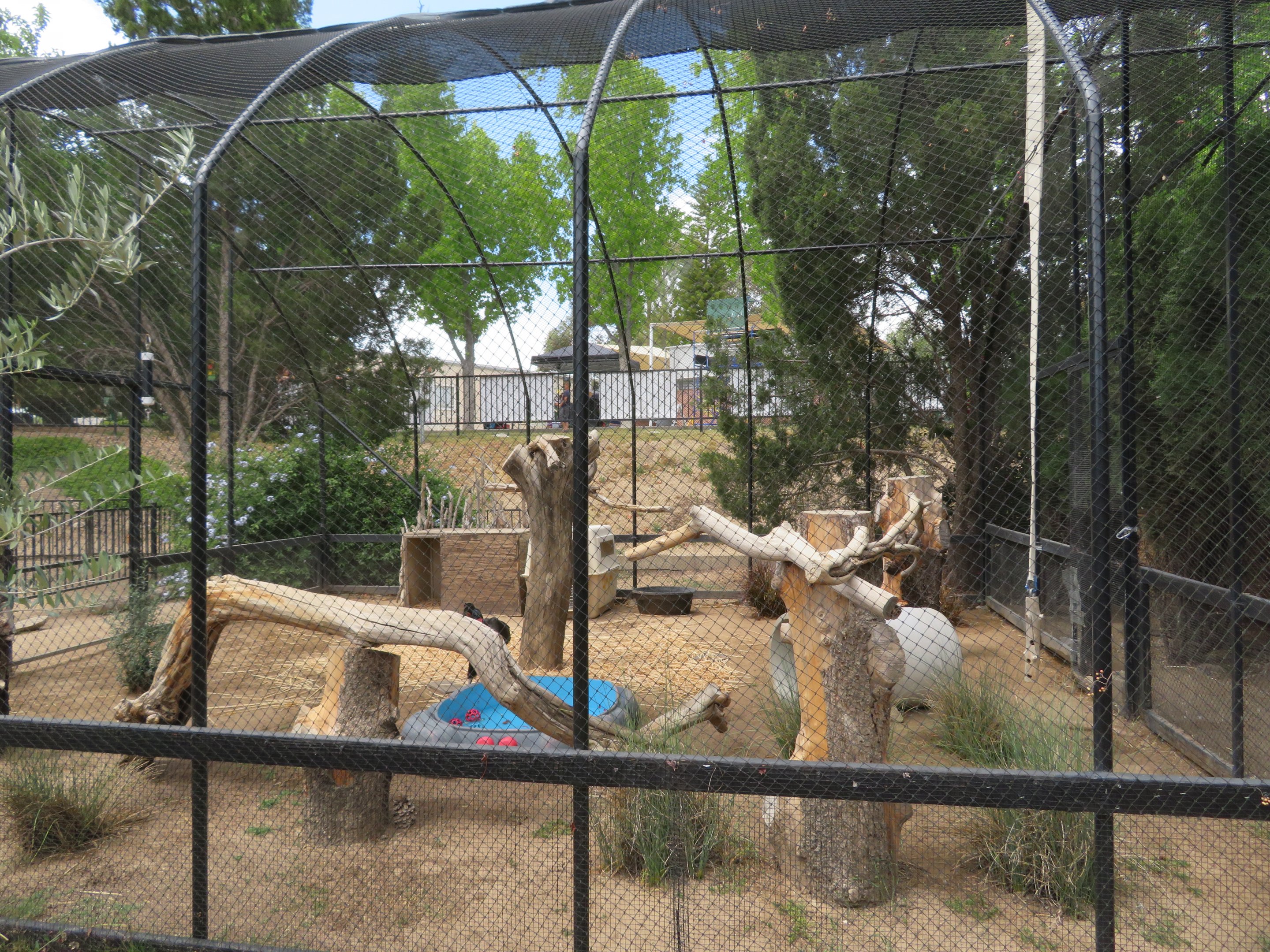 Abyssinian Ground Hornbill Aviary