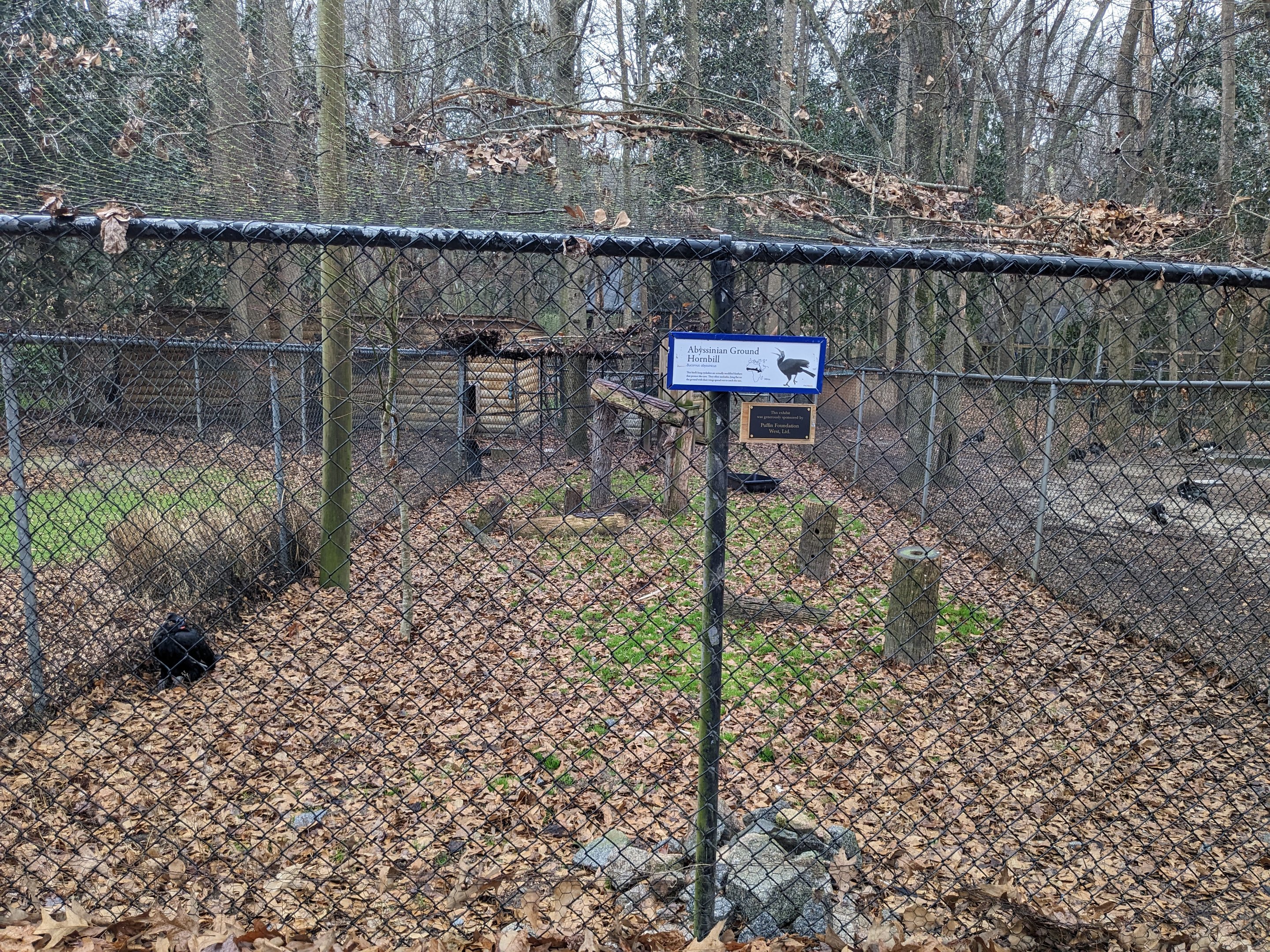Abyssinian Ground Hornbill aviary