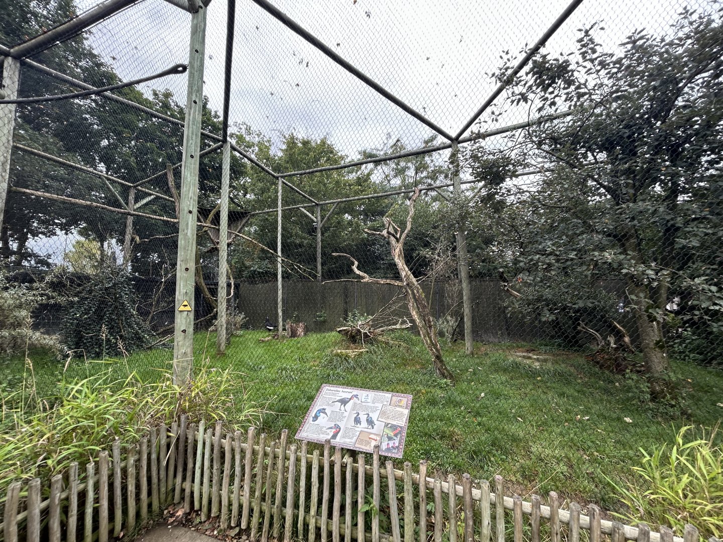 Abyssinian Ground Hornbill Aviary