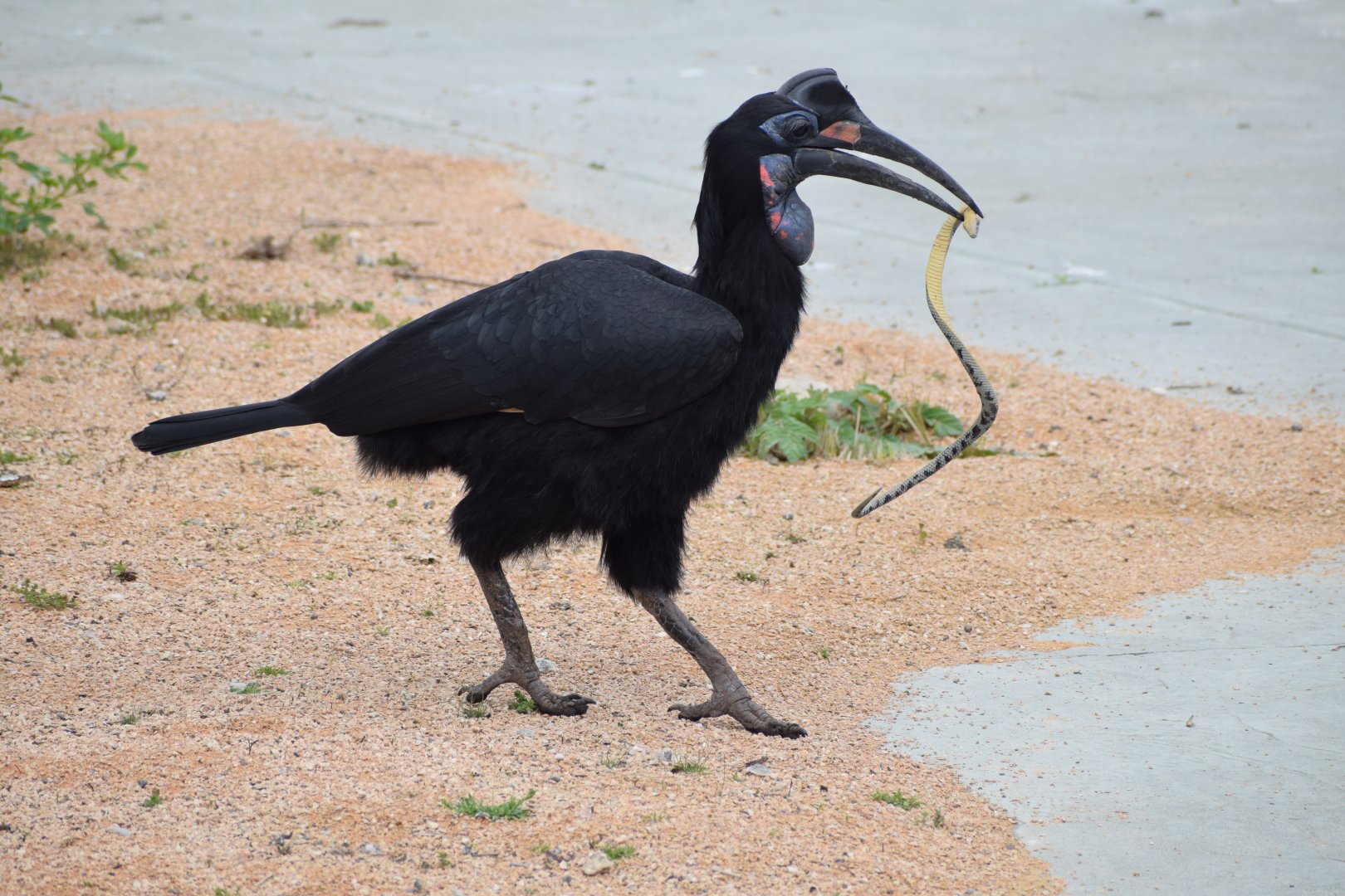 Abyssinian ground hornbill - bird show