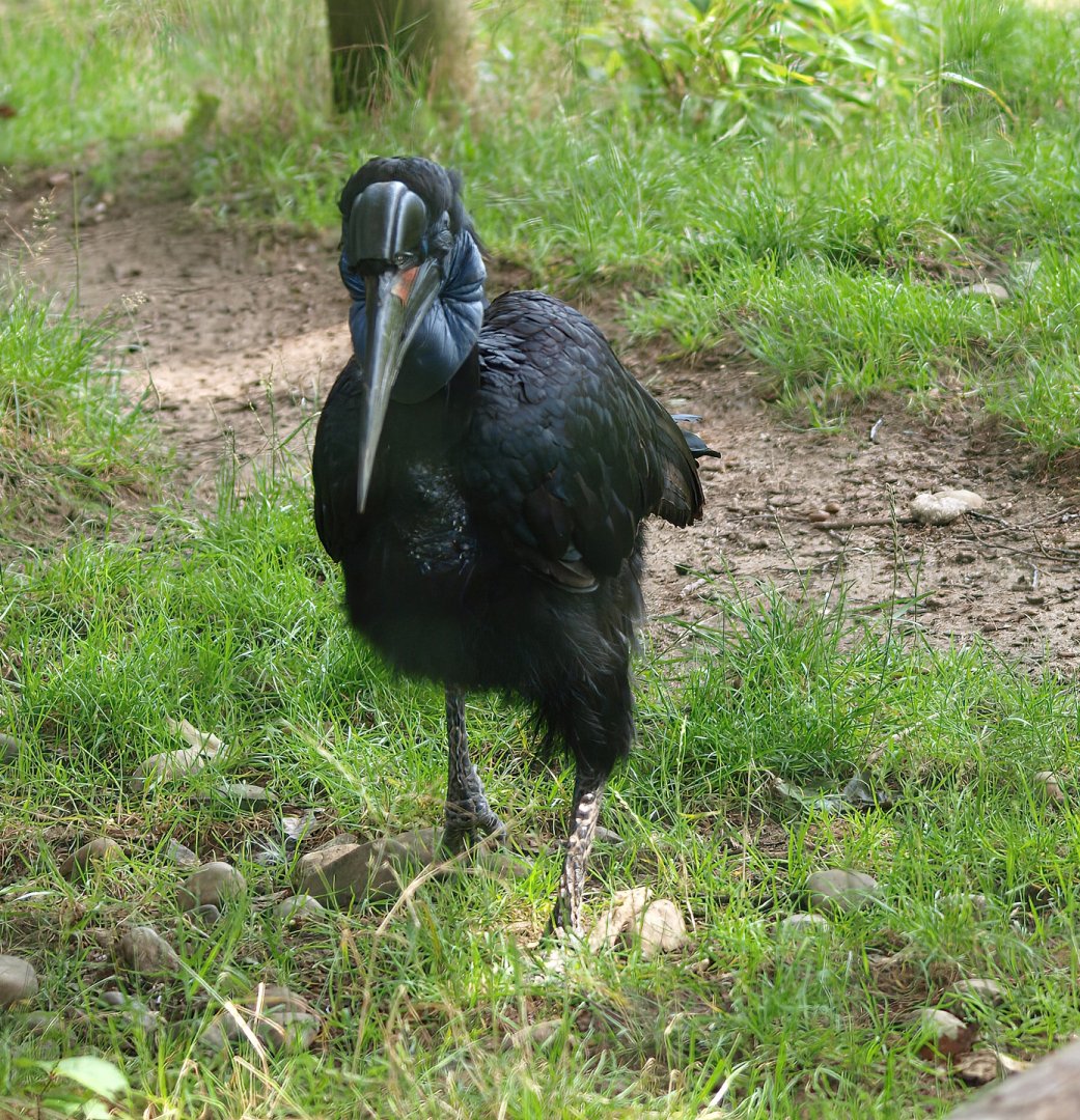 Abyssinian ground hornbill (Bucorvus abyssinicus), 2015-08-01