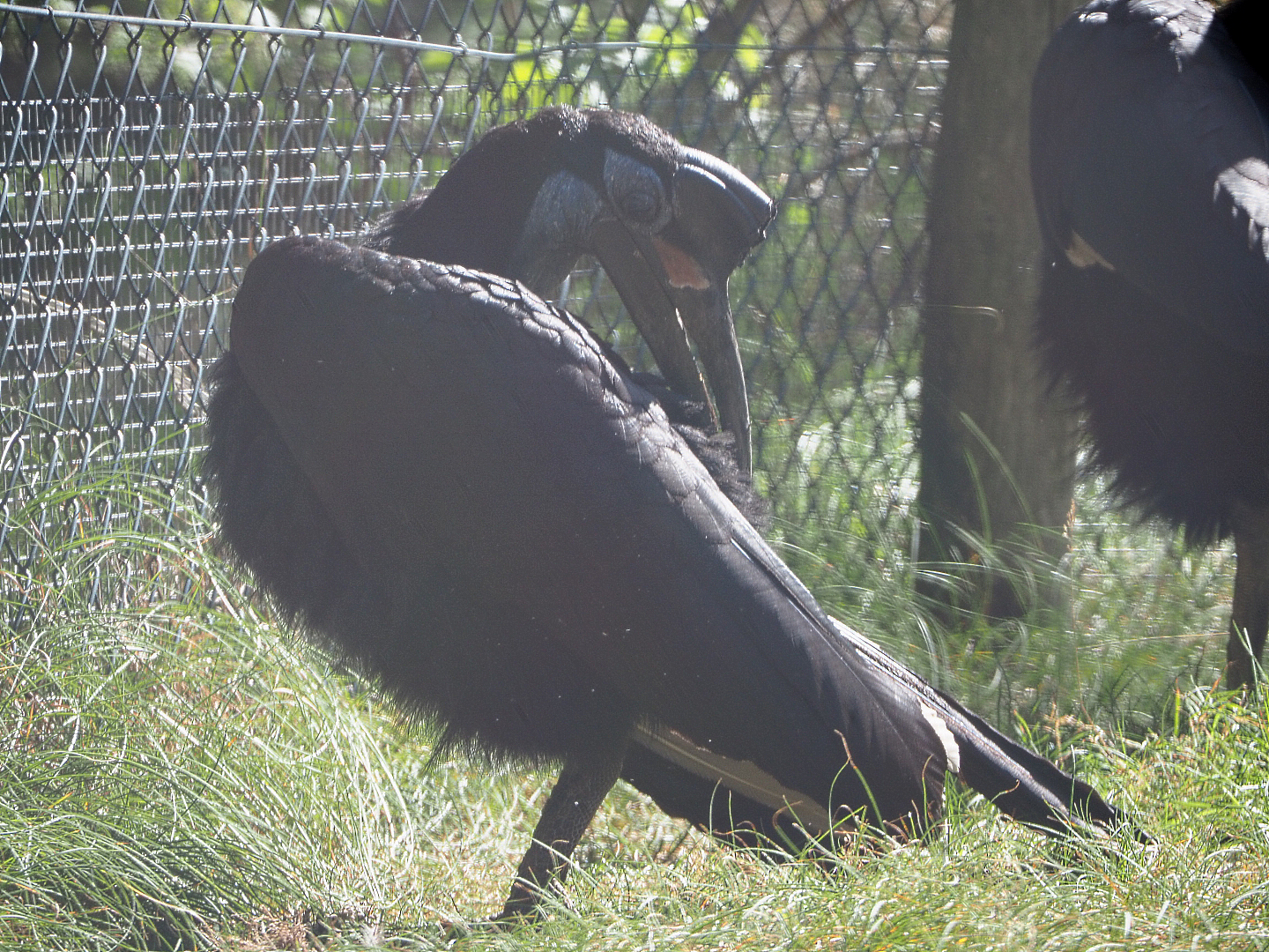Abyssinian ground hornbill (Bucorvus abyssinicus), 2019-09-15