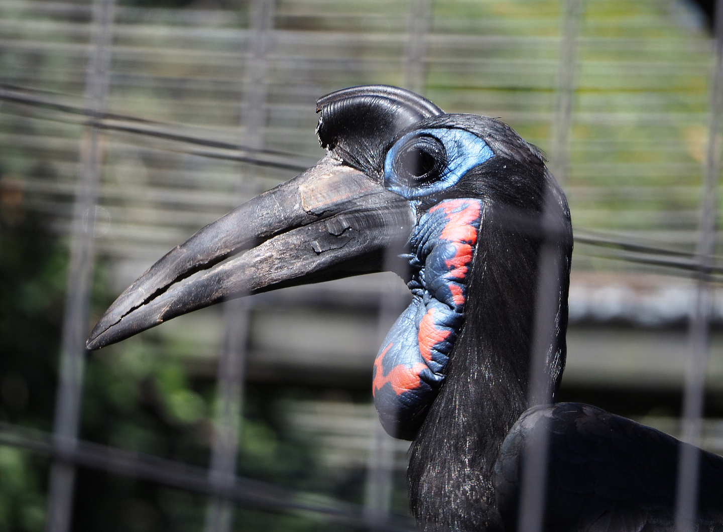 Abyssinian ground hornbill (Bucorvus abyssinicus), 2019-09-21