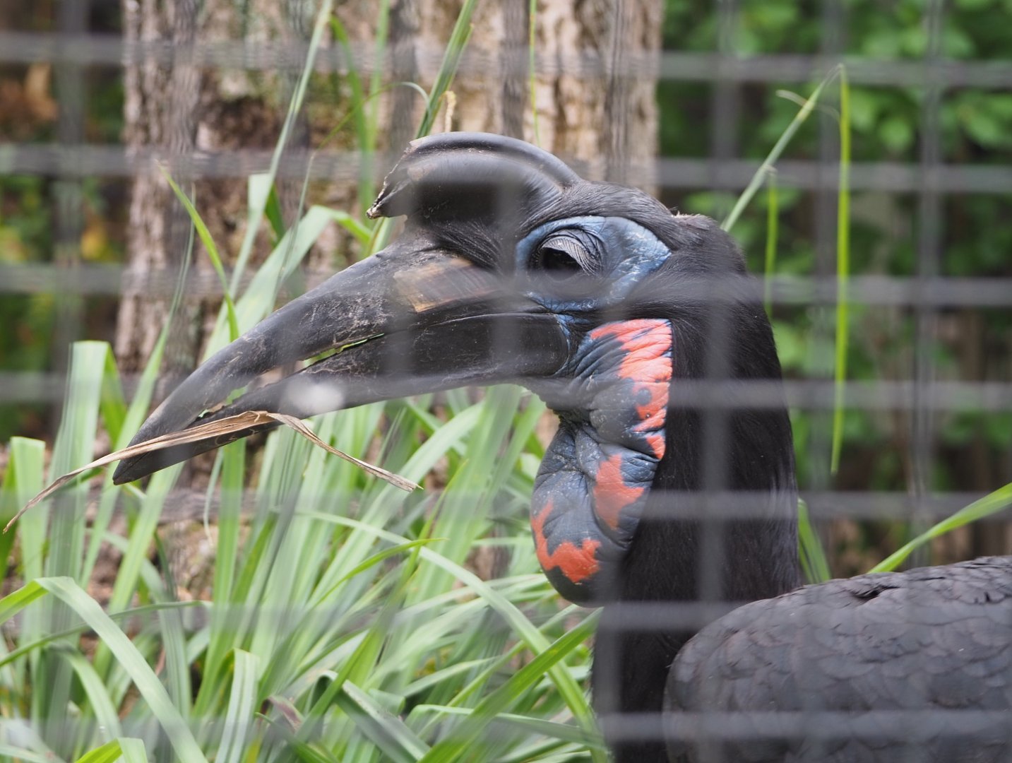 Abyssinian ground hornbill (Bucorvus abyssinicus), 2021-06-12