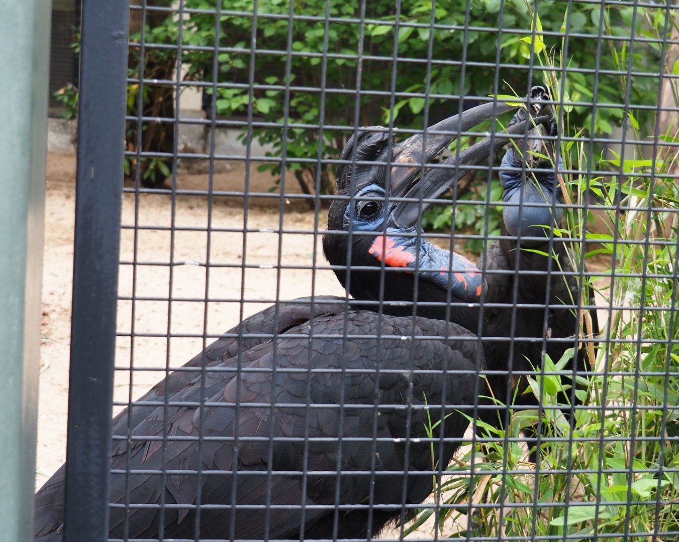 Abyssinian ground hornbill (Bucorvus abyssinicus), 2021-06-12
