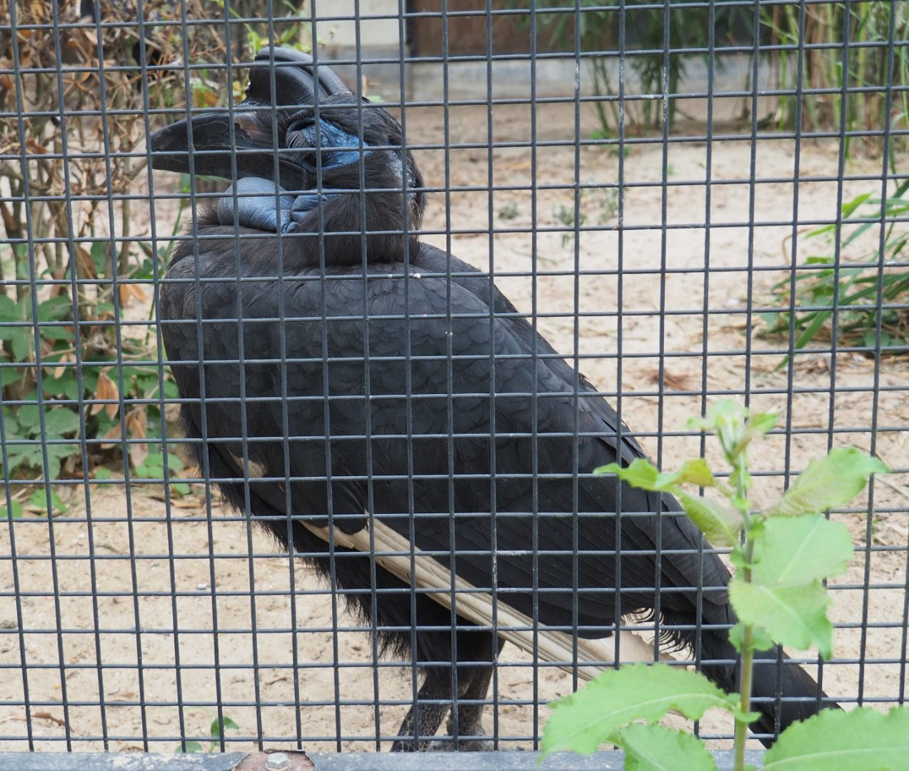 Abyssinian ground hornbill (Bucorvus abyssinicus), 2021-06-12