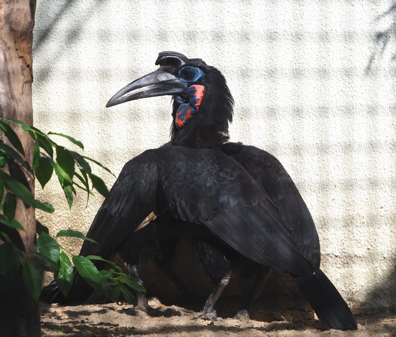 Abyssinian ground hornbill (Bucorvus abyssinicus), 2021-07-17