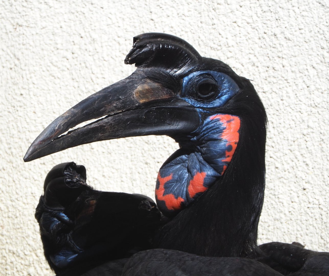 Abyssinian ground hornbill (Bucorvus abyssinicus), 2021-07-17