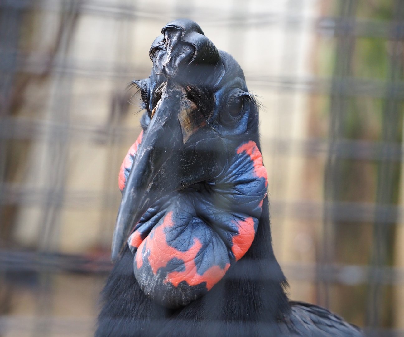 Abyssinian ground hornbill (Bucorvus abyssinicus), 2022-03-16