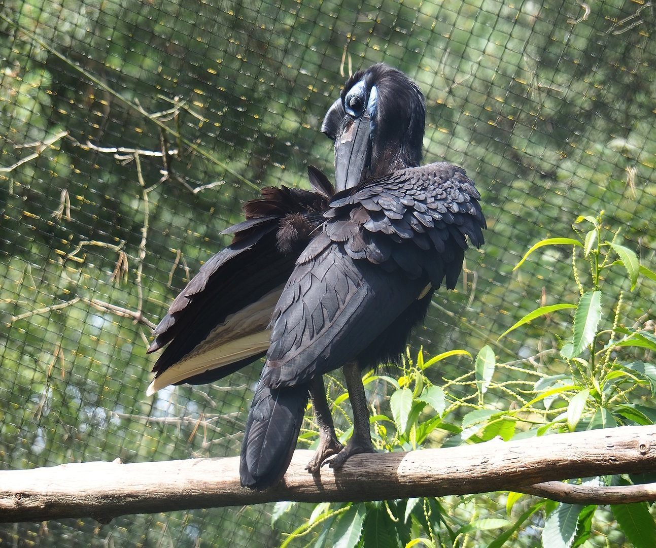 Abyssinian ground hornbill (Bucorvus abyssinicus), 2022-06-12