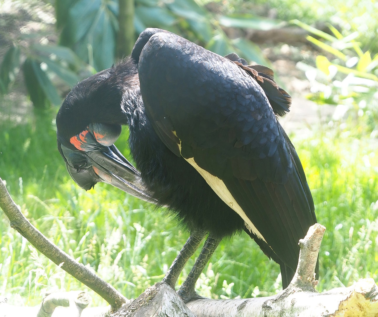 Abyssinian ground hornbill (Bucorvus abyssinicus), 2022-06-12