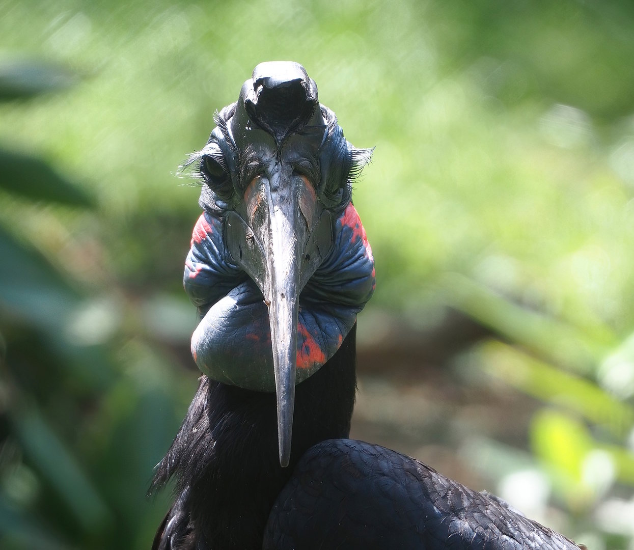 Abyssinian ground hornbill (Bucorvus abyssinicus), 2022-06-12