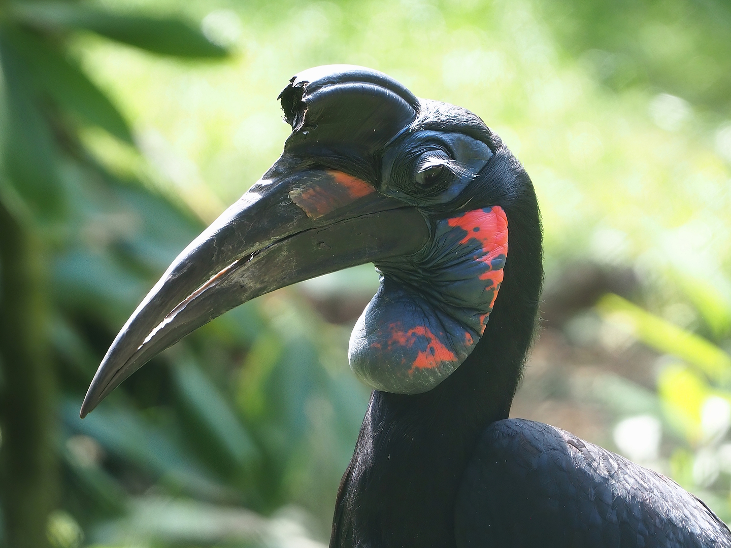Abyssinian ground hornbill (Bucorvus abyssinicus), 2022-06-12