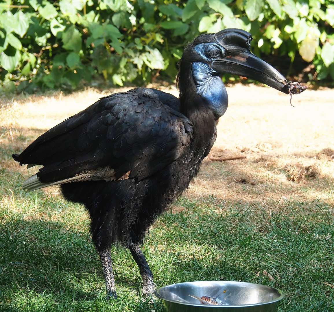 Abyssinian ground hornbill (Bucorvus abyssinicus), 2022-08-16