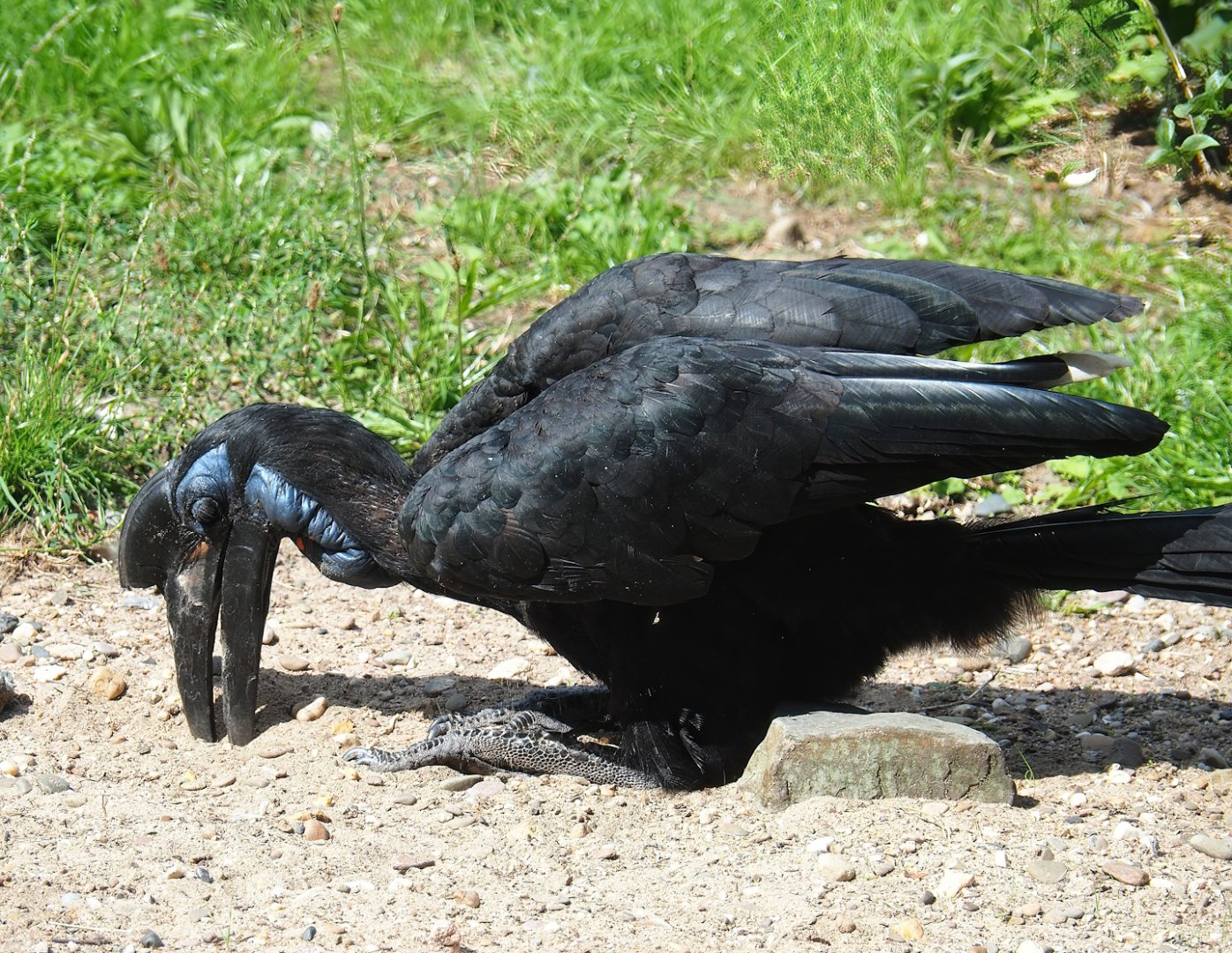 Abyssinian ground hornbill (Bucorvus abyssinicus), 2023-08-15