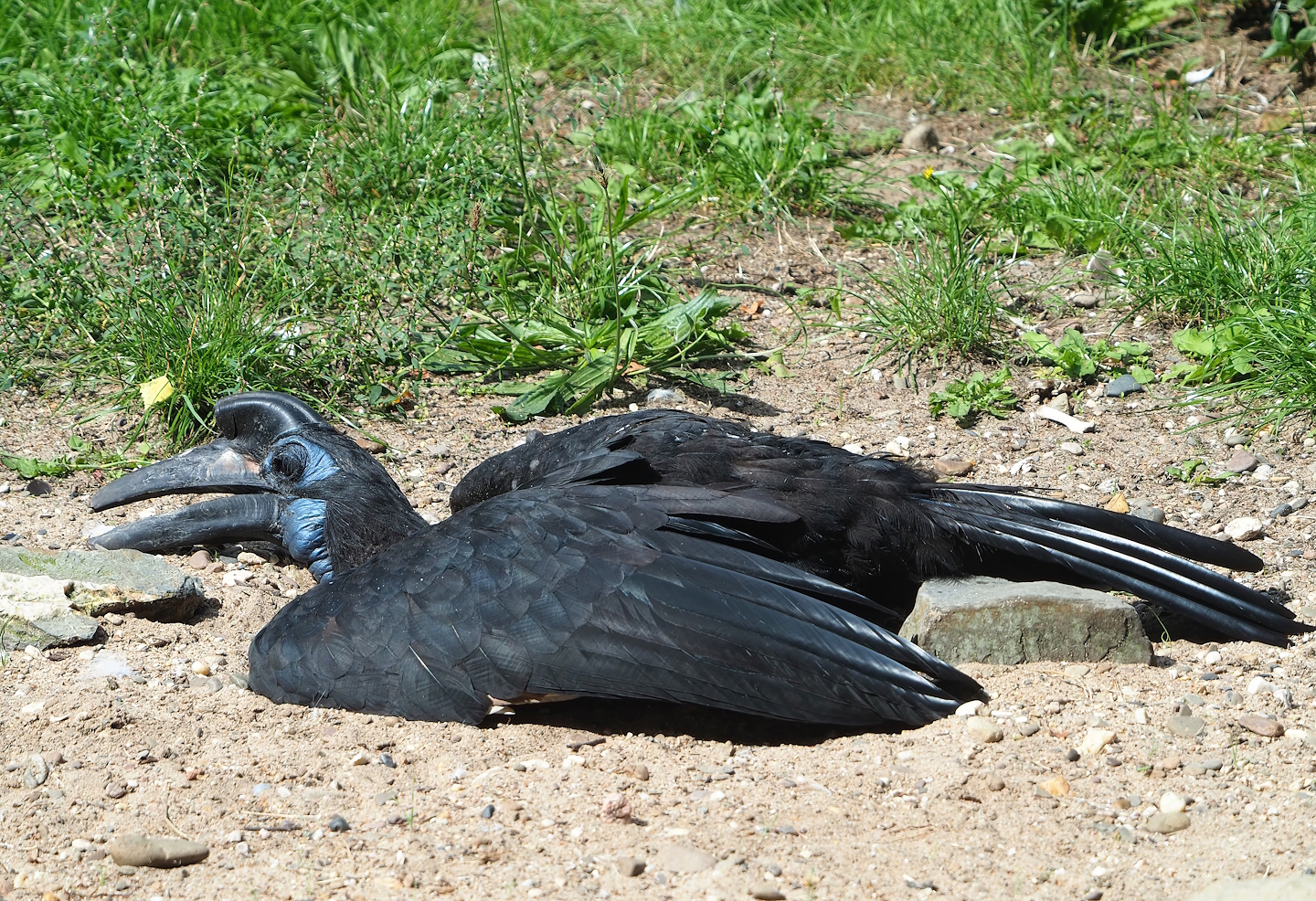 Abyssinian ground hornbill (Bucorvus abyssinicus), 2023-08-15