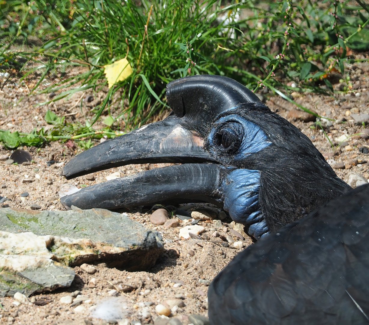 Abyssinian ground hornbill (Bucorvus abyssinicus), 2023-08-15