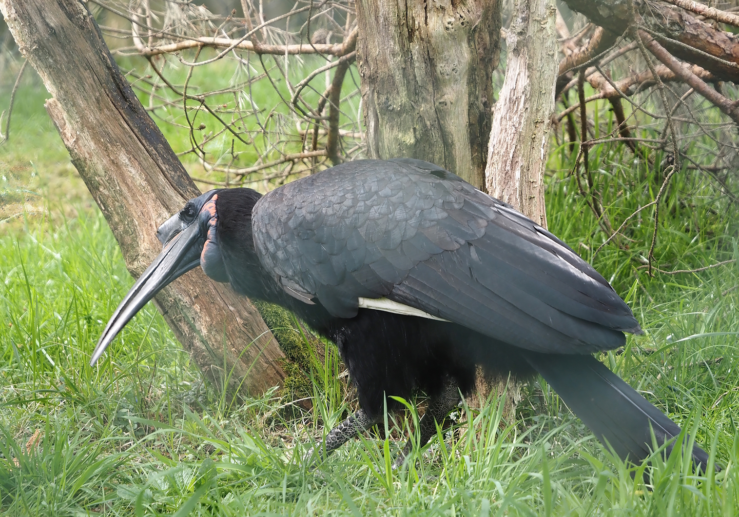 Abyssinian ground hornbill (Bucorvus abyssinicus), 2024-04-06