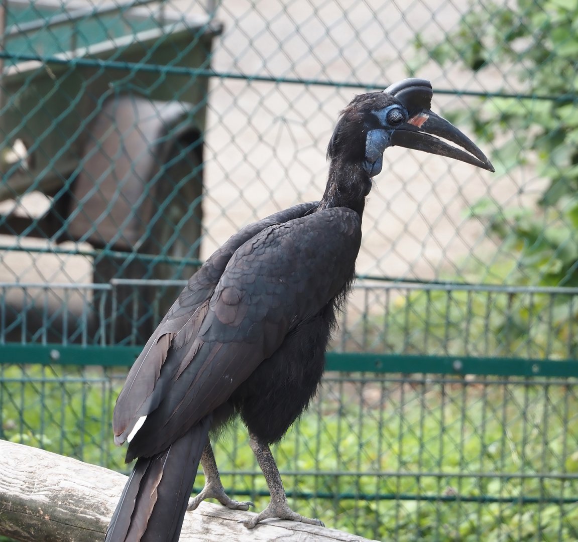Abyssinian ground hornbill (Bucorvus abyssinicus), 2024-08-05