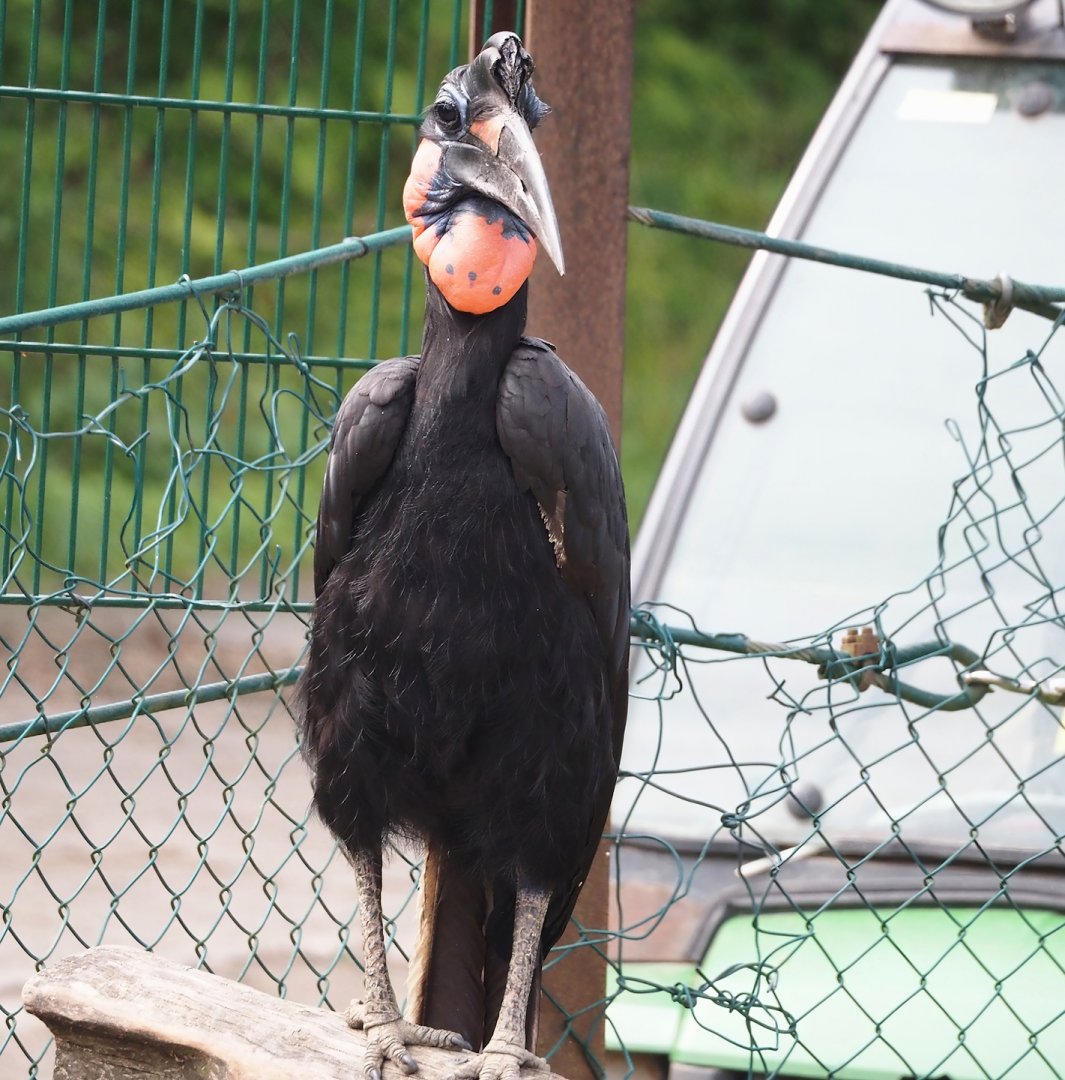 Abyssinian ground hornbill (Bucorvus abyssinicus), 2024-08-05