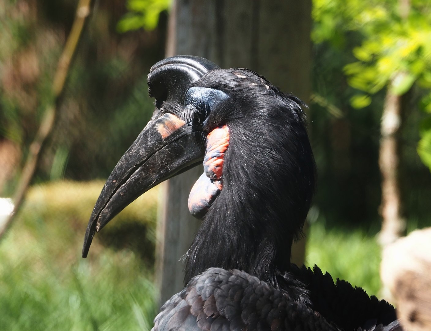 Abyssinian ground hornbill (Bucorvus abyssinicus), 2025-04-30