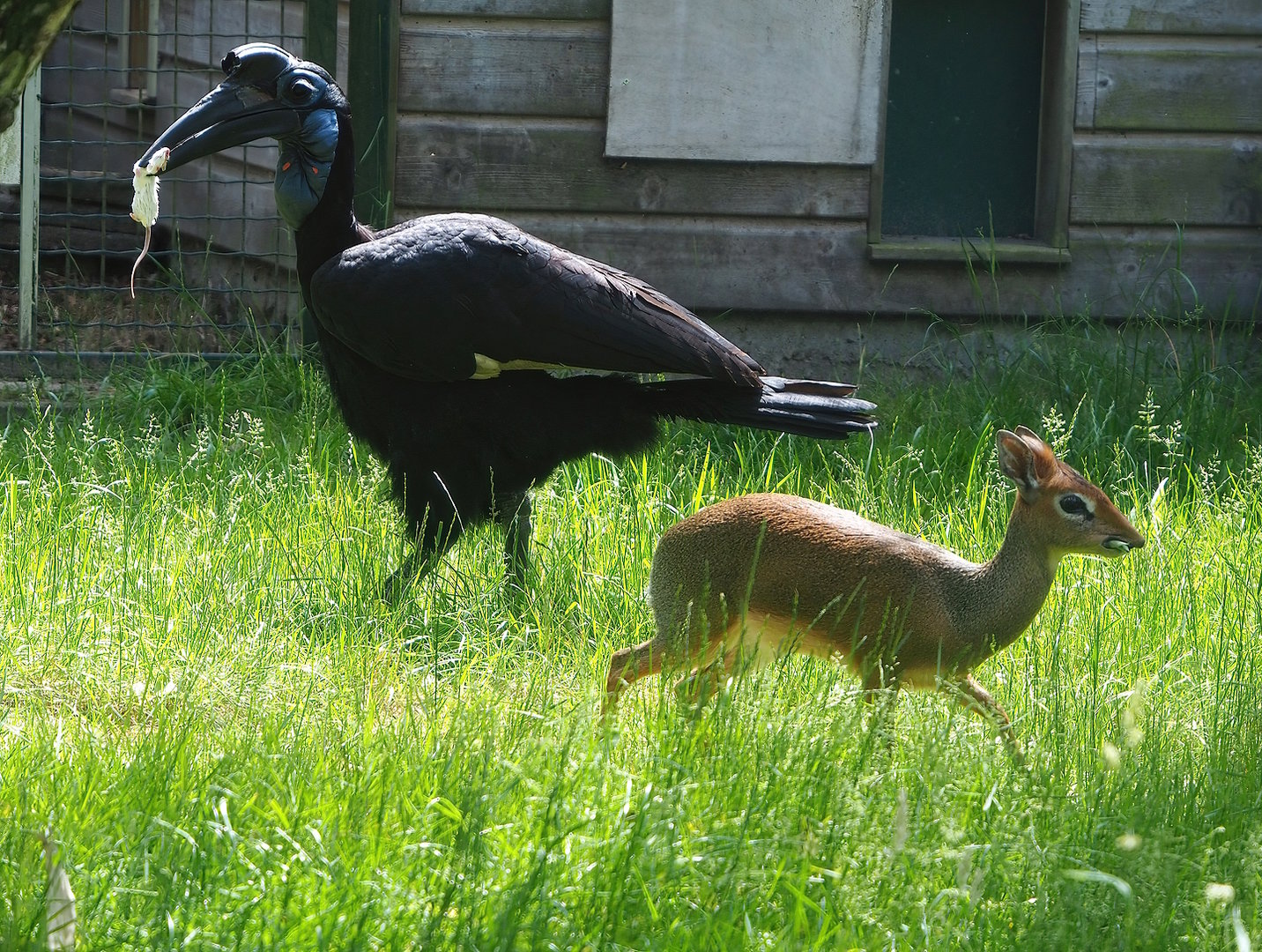Abyssinian ground hornbill (Bucorvus abyssinicus) and Kirk's dik-dik (Madoqua kirkii), 2022-06-12