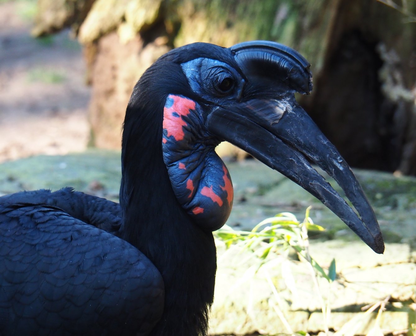 Abyssinian ground hornbill (Bucorvus abyssinicus), Feb 27th, 2019