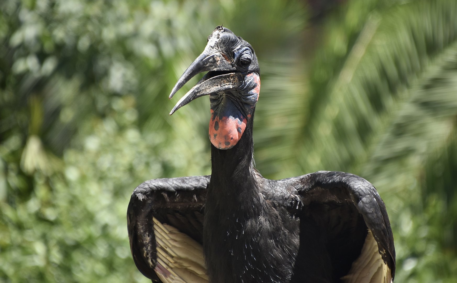 Abyssinian Ground Hornbill (Bucorvus abyssinicus) male