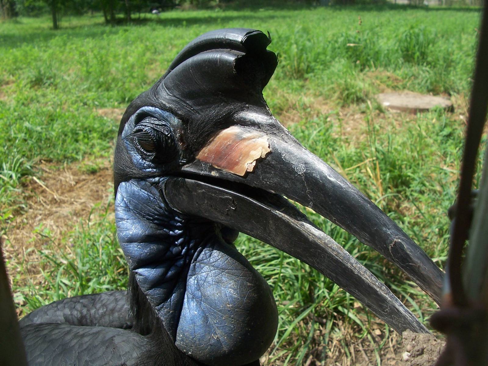 Abyssinian Ground Hornbill (Bucorvus abyssinicus)