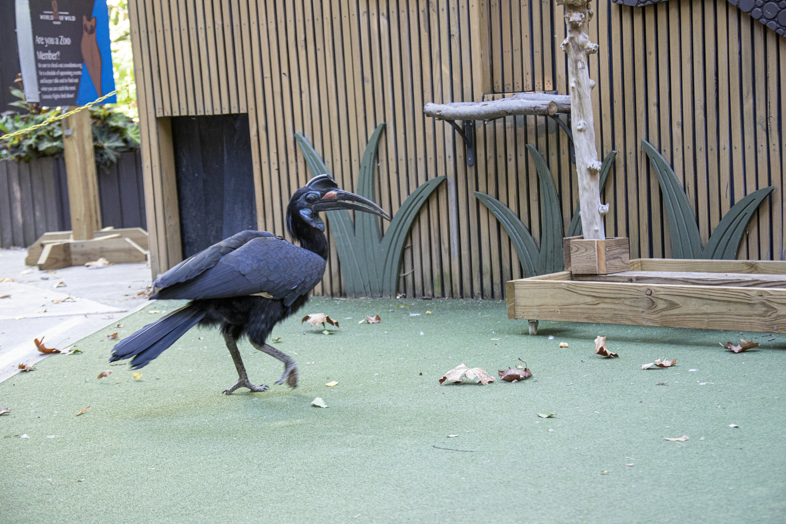 Abyssinian ground hornbill (Bucorvus abyssinicus)