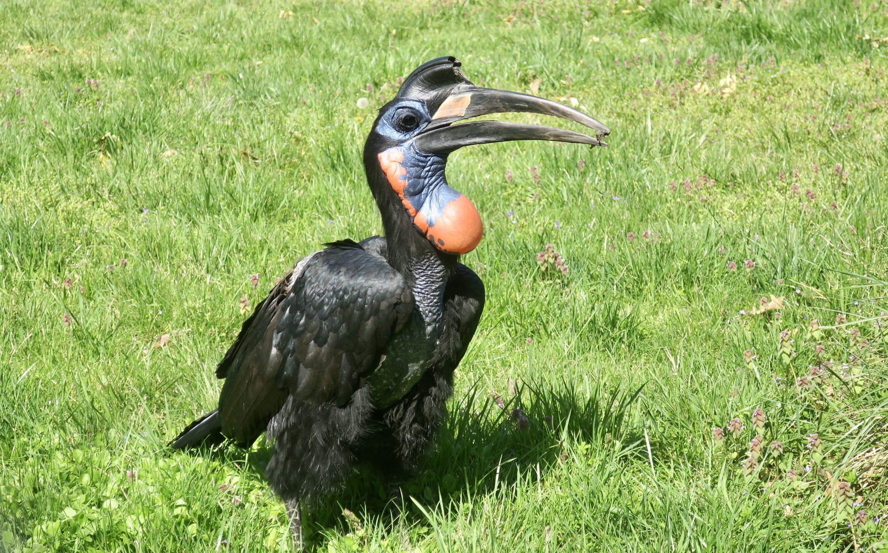 Abyssinian Ground Hornbill (Bucorvus abyssinicus)