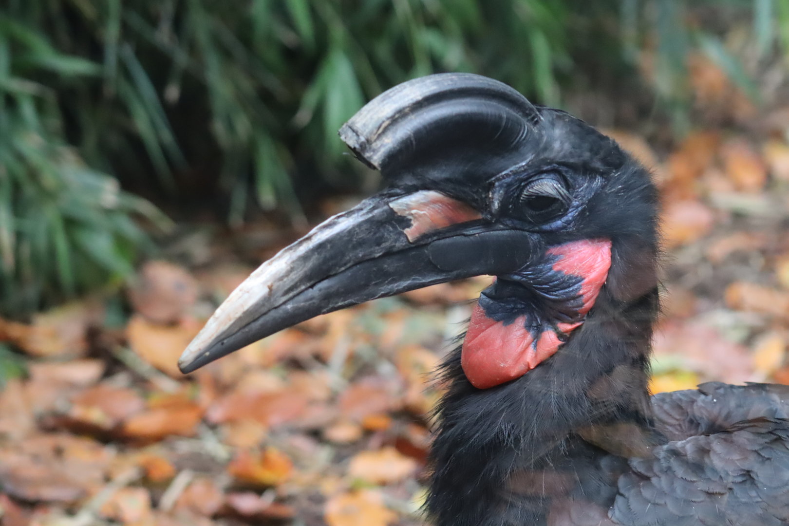 Abyssinian Ground Hornbill (Bucorvus abyssinicus)