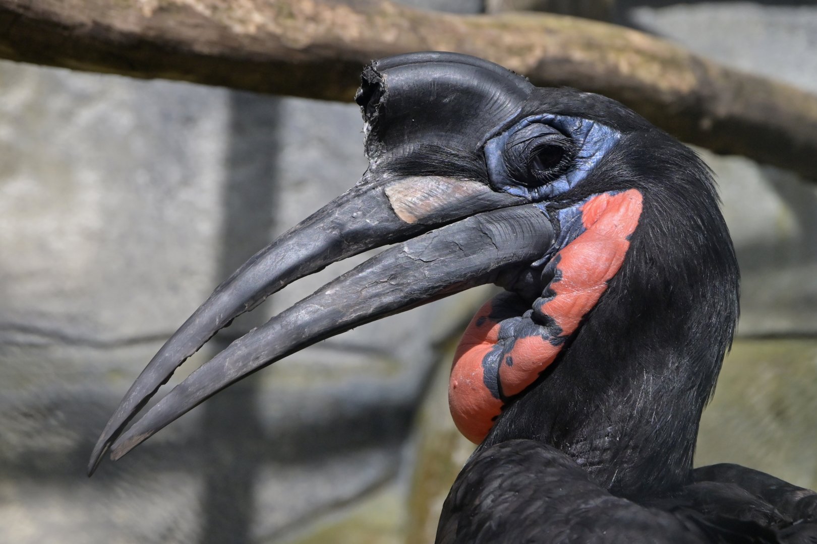 Abyssinian Ground-Hornbill Bucorvus abyssinicus