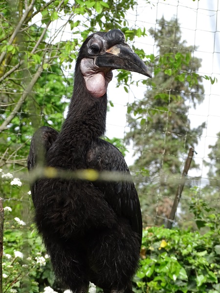 Abyssinian ground hornbill (Bucorvus abyssinicus)