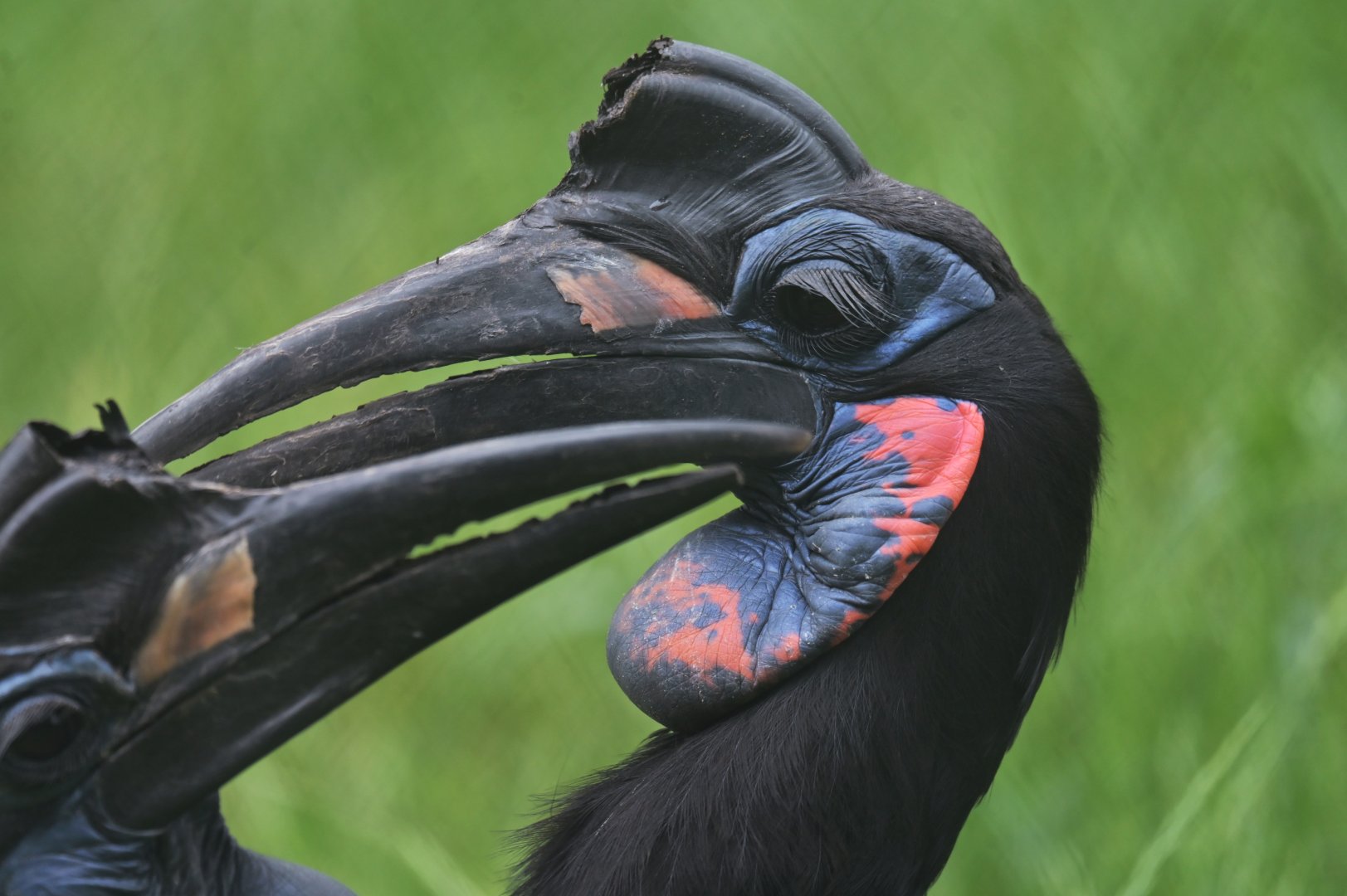 Abyssinian ground hornbill Bucorvus abyssinicus