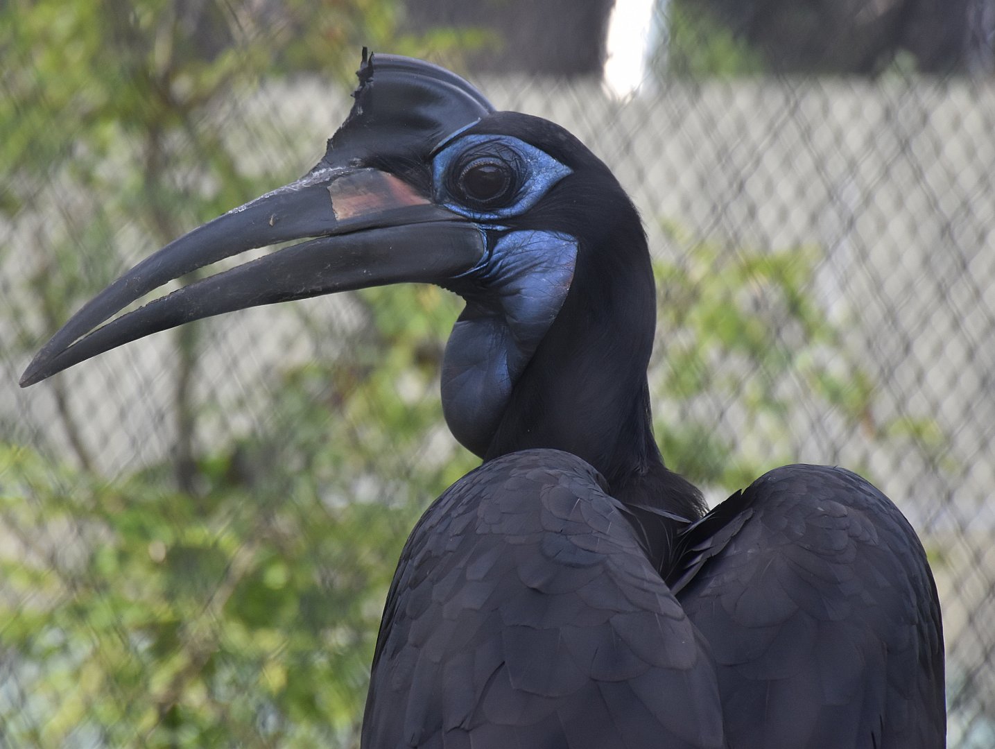 Abyssinian Ground Hornbill (Bucorvus abyssinicus)