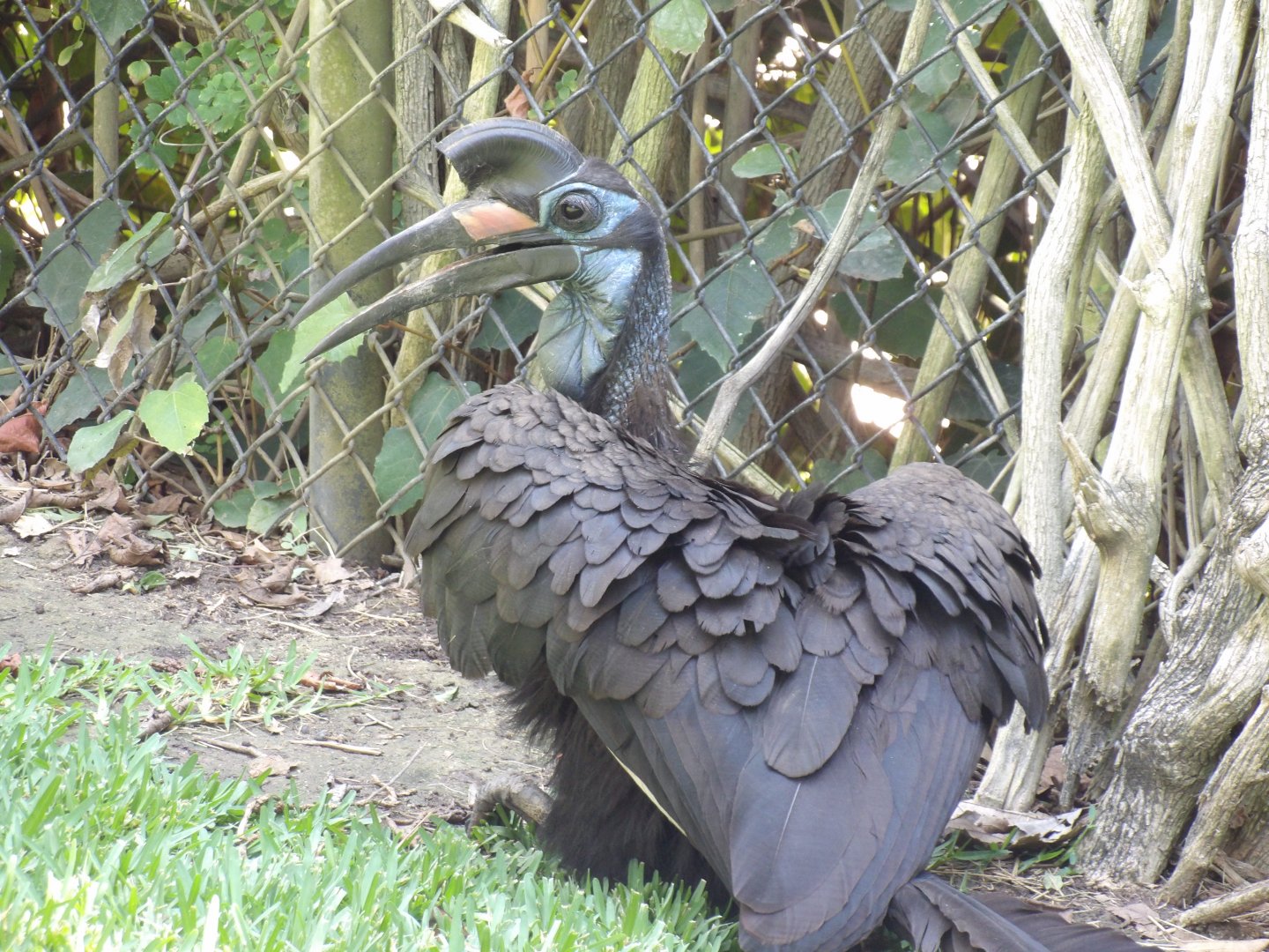 Abyssinian Ground Hornbill(Bucorvus abyssinicus)