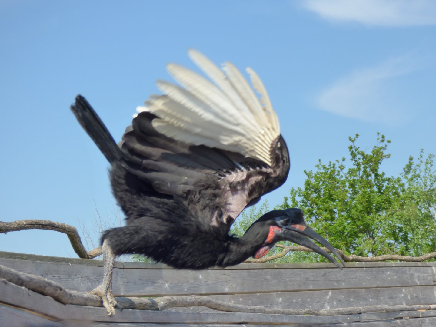 Abyssinian ground hornbill (Bucorvus abyssinicus)