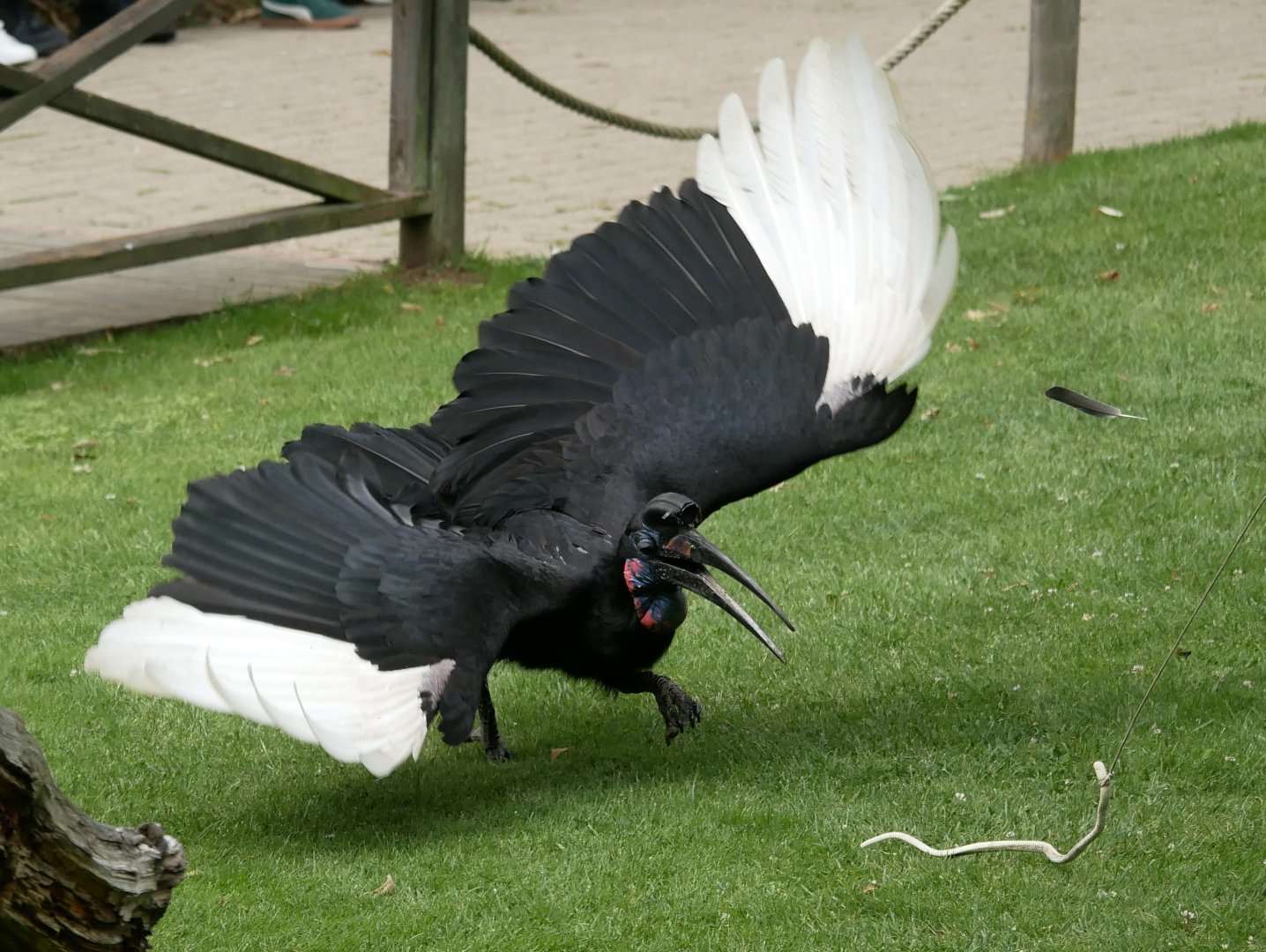 Abyssinian ground hornbill (Bucorvus abyssinicus)