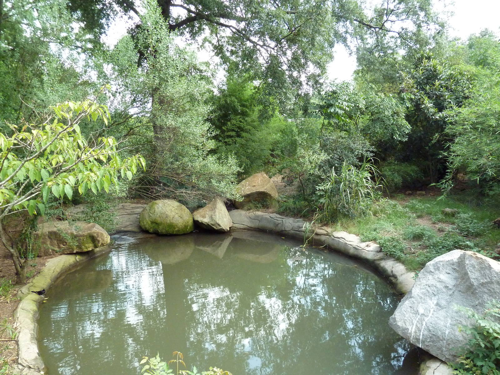 Abyssinian Ground Hornbill/Cinereous Vulture/East African Crowned Crane Exh