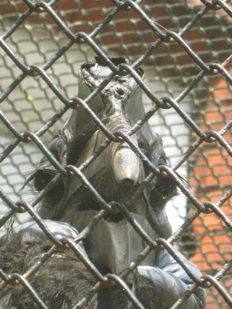 Abyssinian Ground Hornbill Close Up