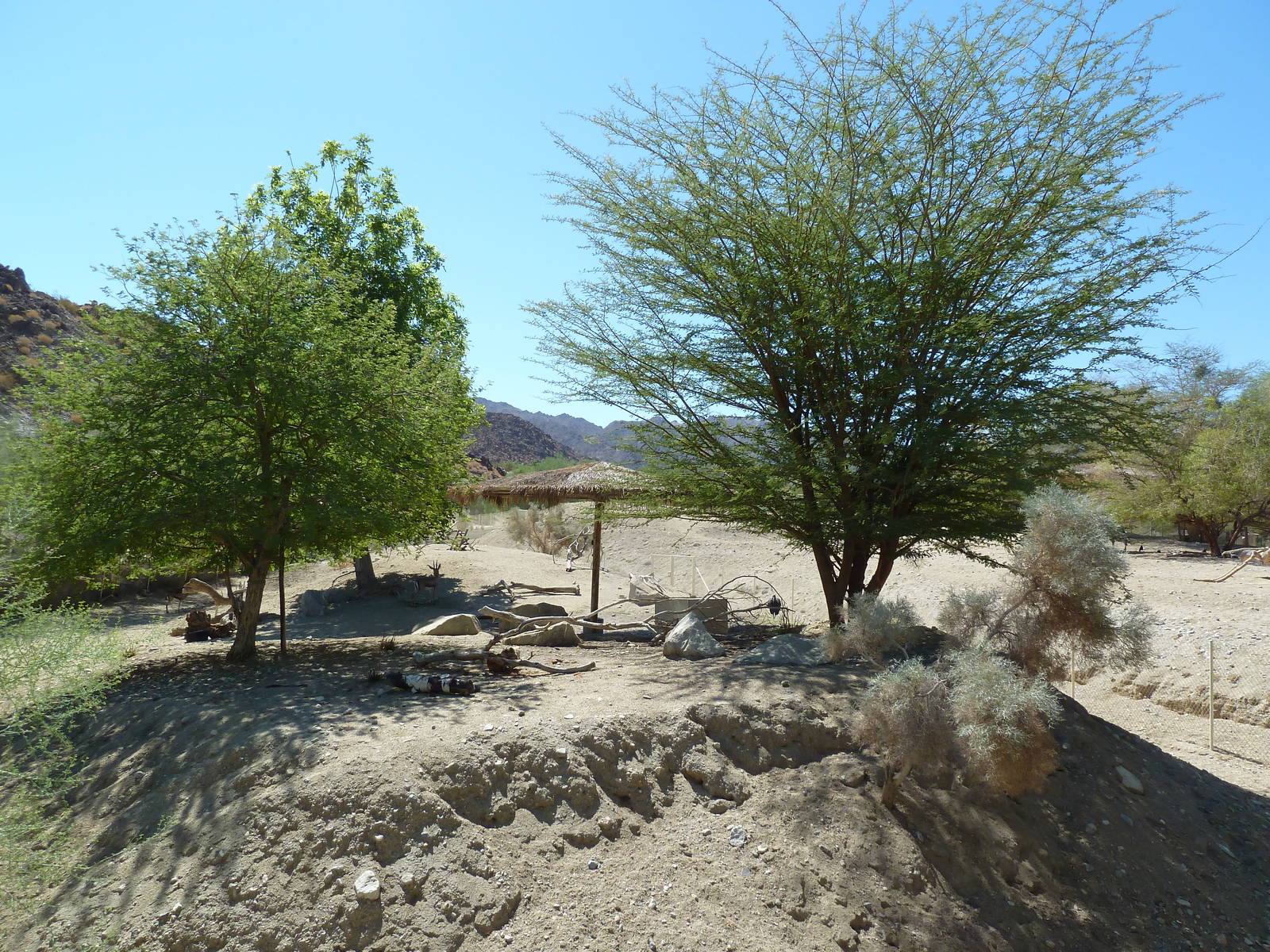 Abyssinian Ground Hornbill/Cuvier's Gazelle Exhibit