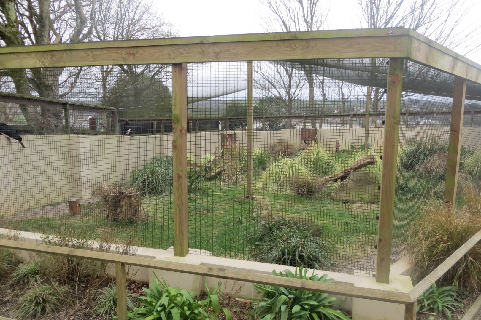 Abyssinian ground hornbill enclosure 190219