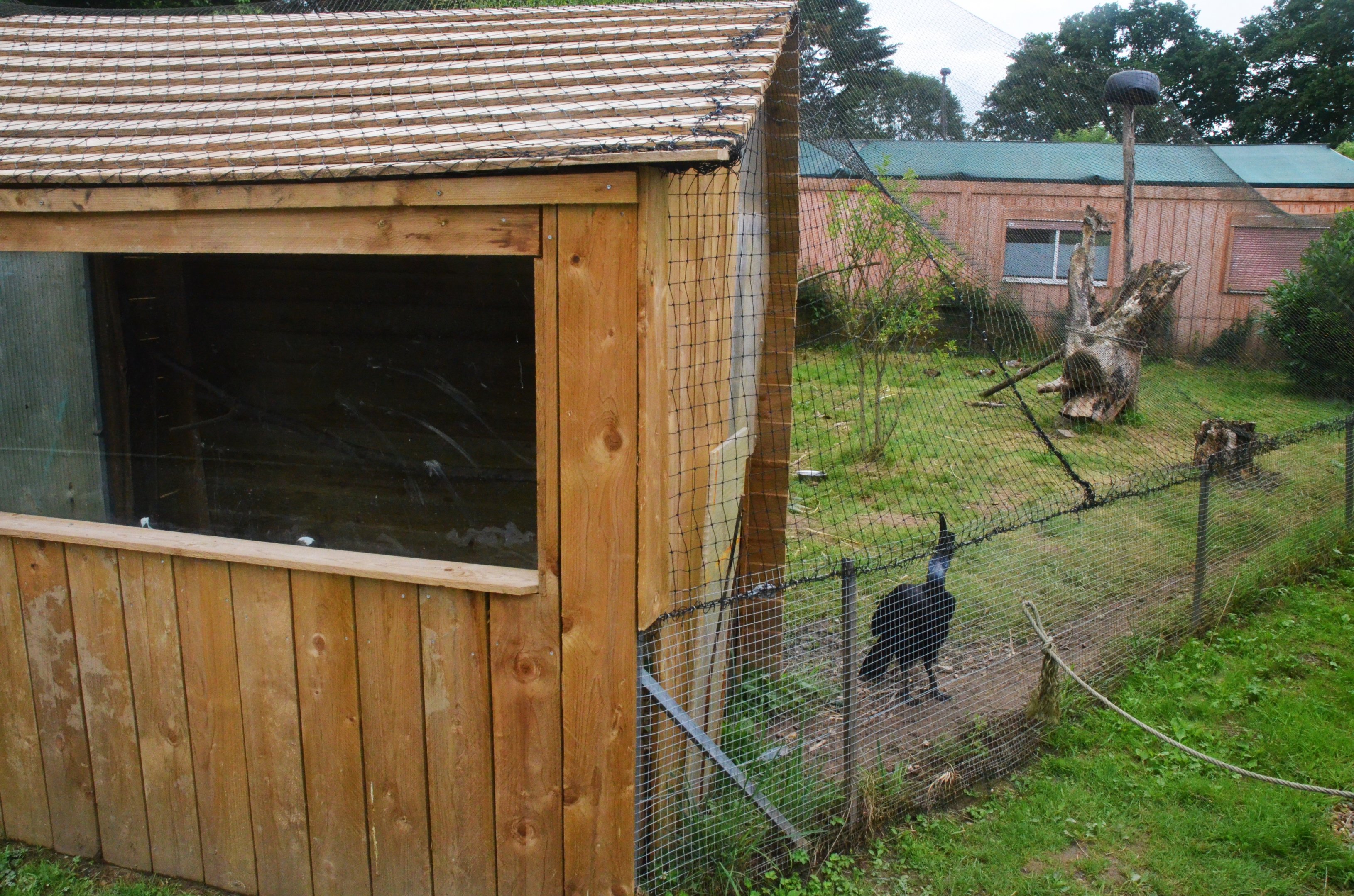 Abyssinian Ground Hornbill Enclosure at Spaycific'Zoo, 13/06/18