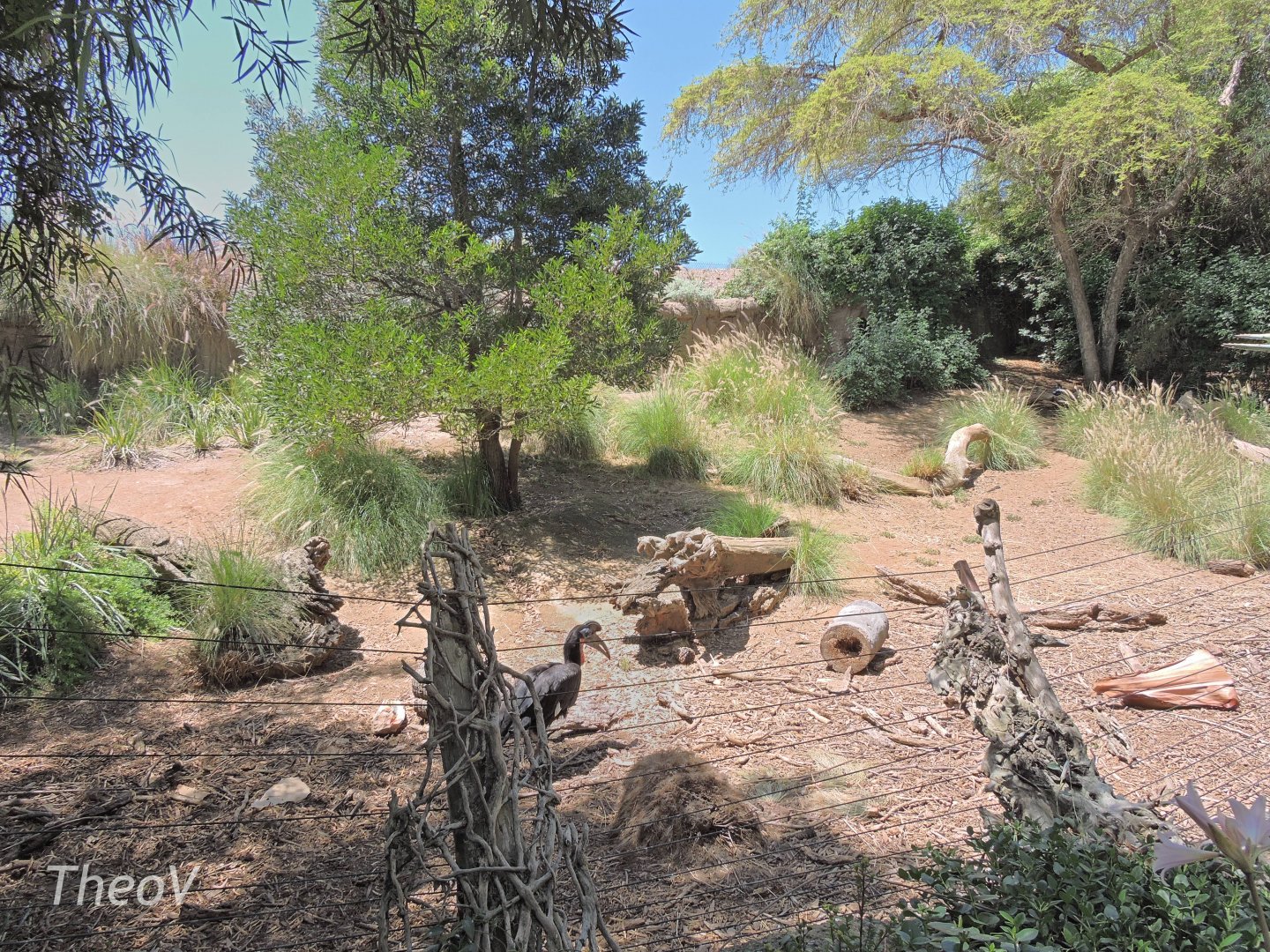 Abyssinian ground hornbill exhibit [2015]