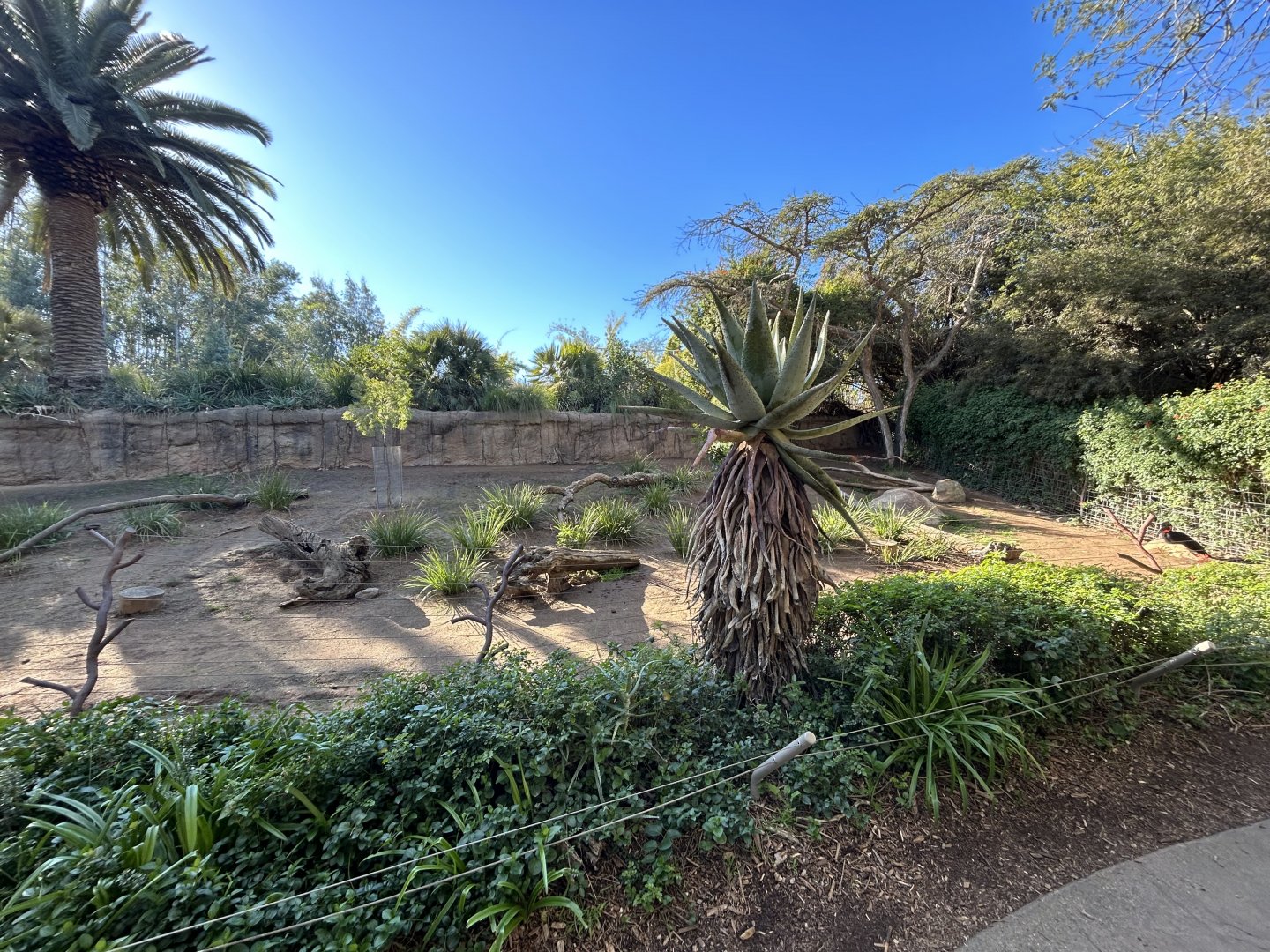 Abyssinian Ground Hornbill Exhibit - African Loop