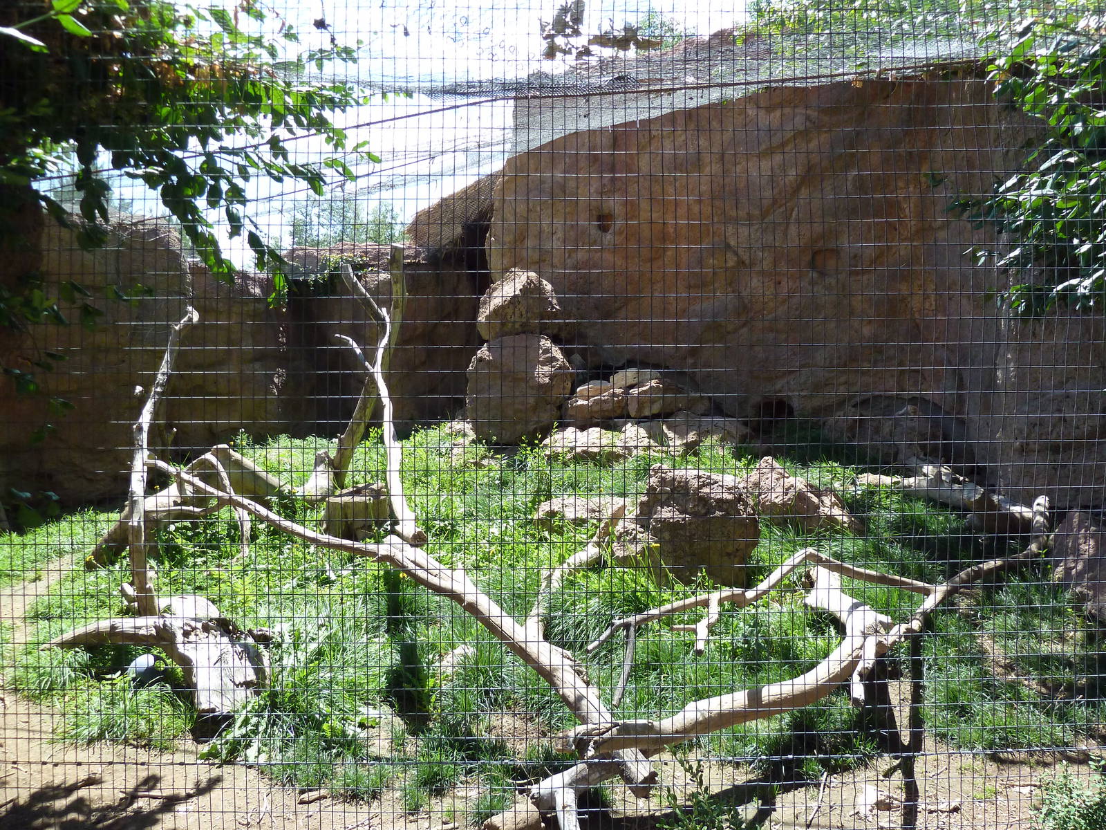Abyssinian Ground Hornbill Exhibit