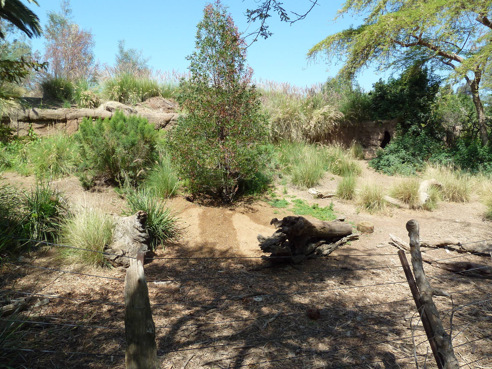 Abyssinian Ground Hornbill Exhibit