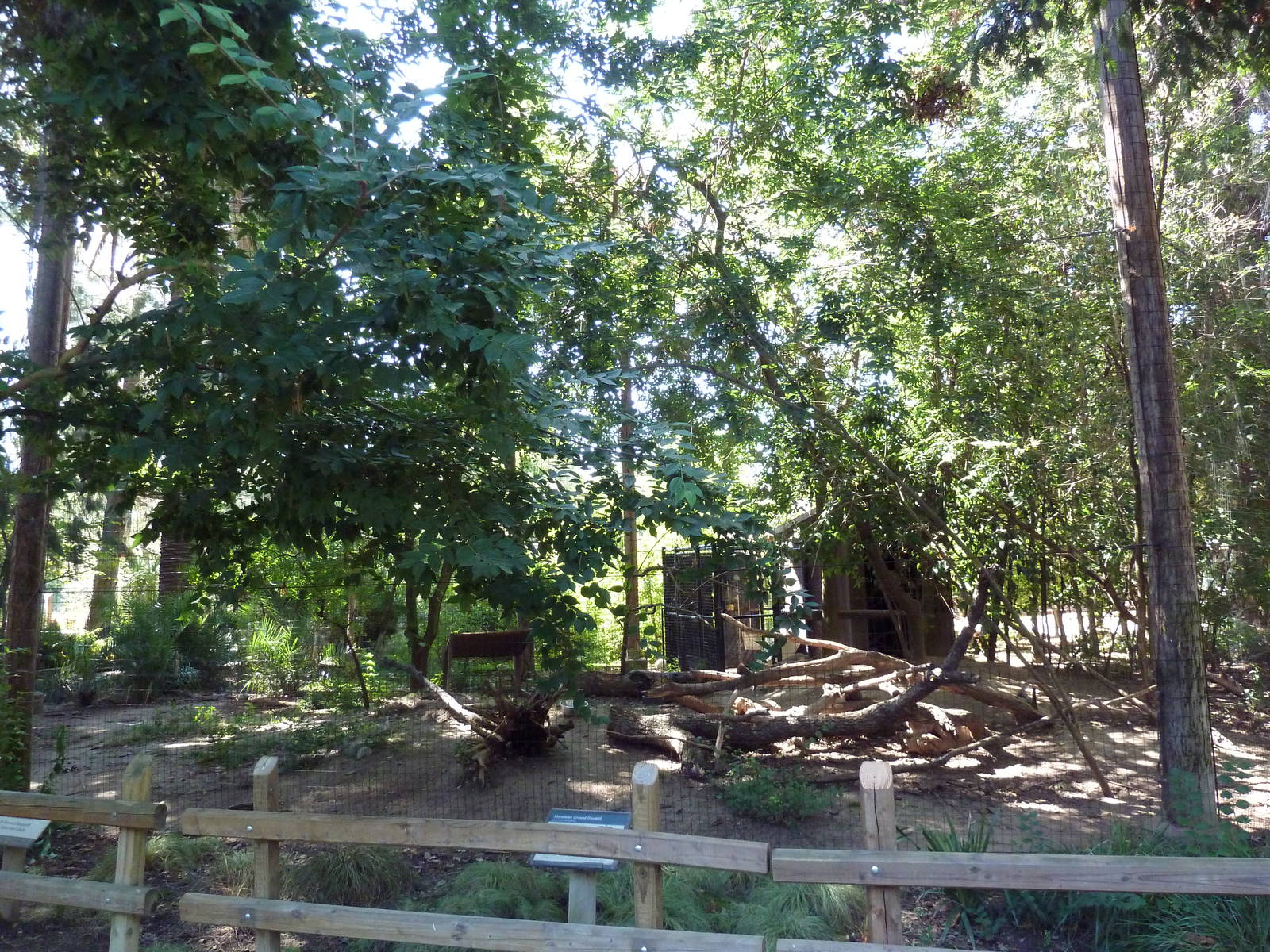 Abyssinian Ground Hornbill Exhibit